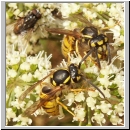 Vespula vulgaris - Gemeine Wespe 03.jpg